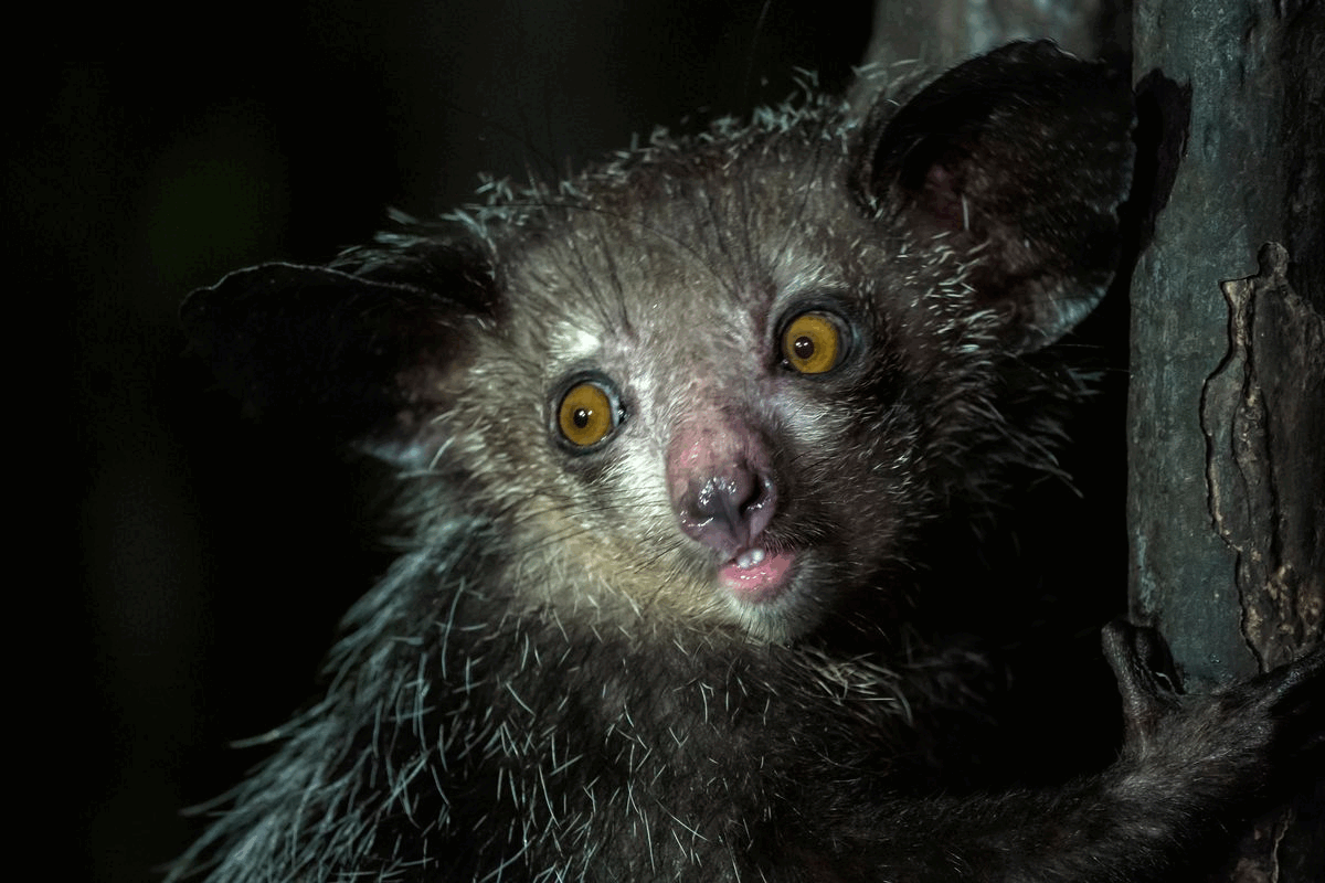 Aye-Aye