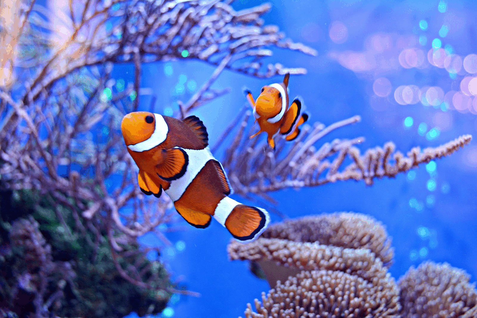 Clownfish