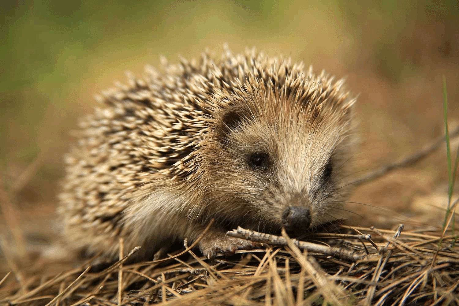 Hedgehog