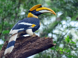 Great Hornbill