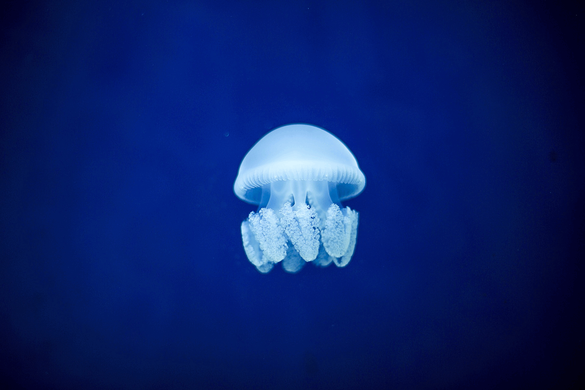 Jellyfish