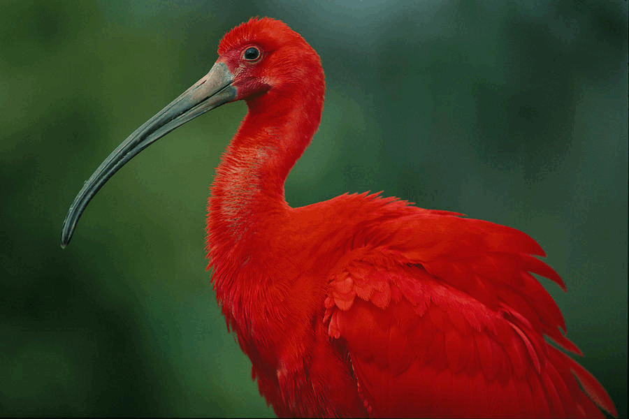 Scarlet Ibis