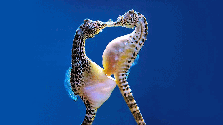 Seahorse